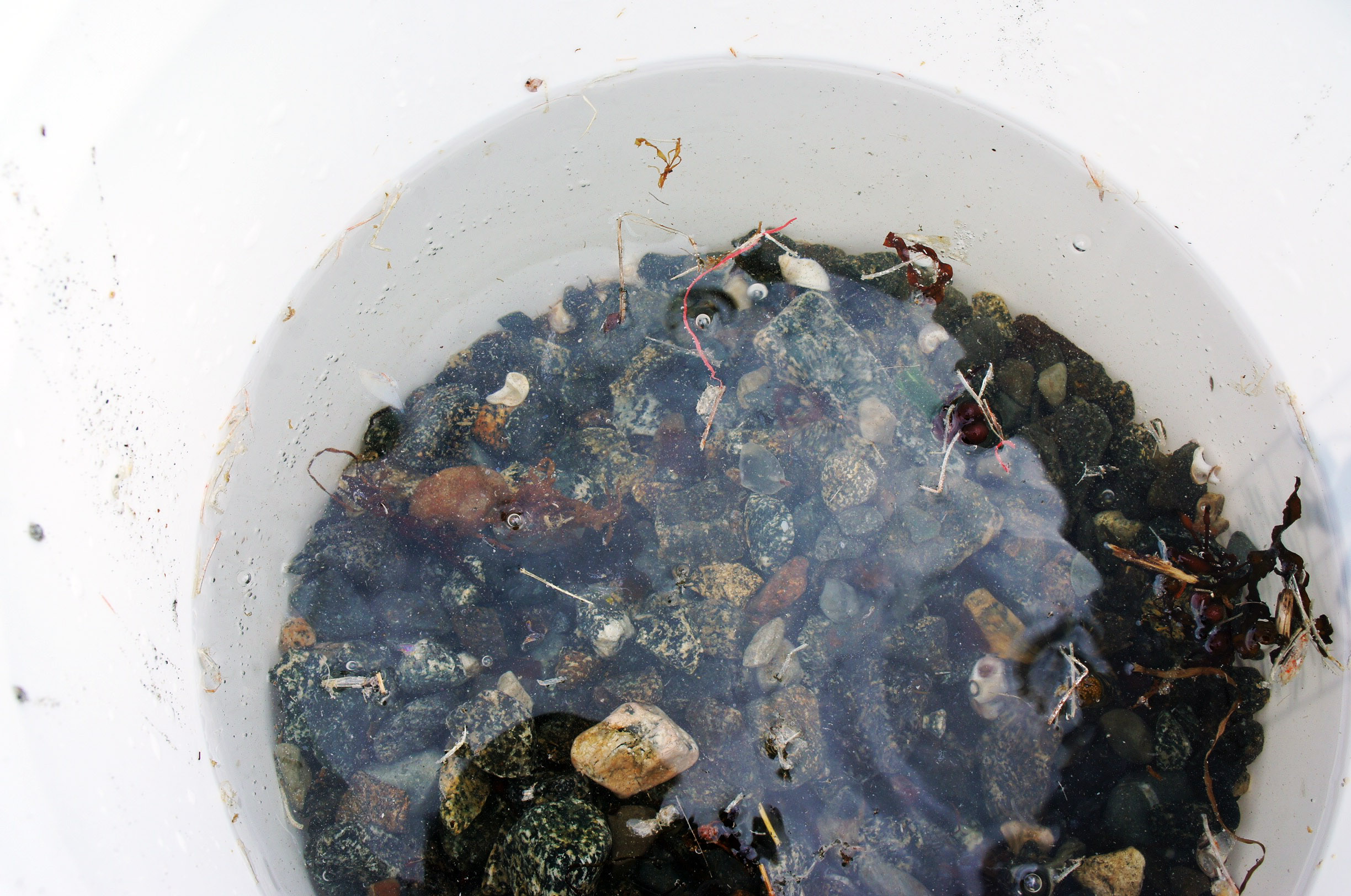 When you stir the bucket, plastics will float to the top. In this bucket a red thread has emerged!