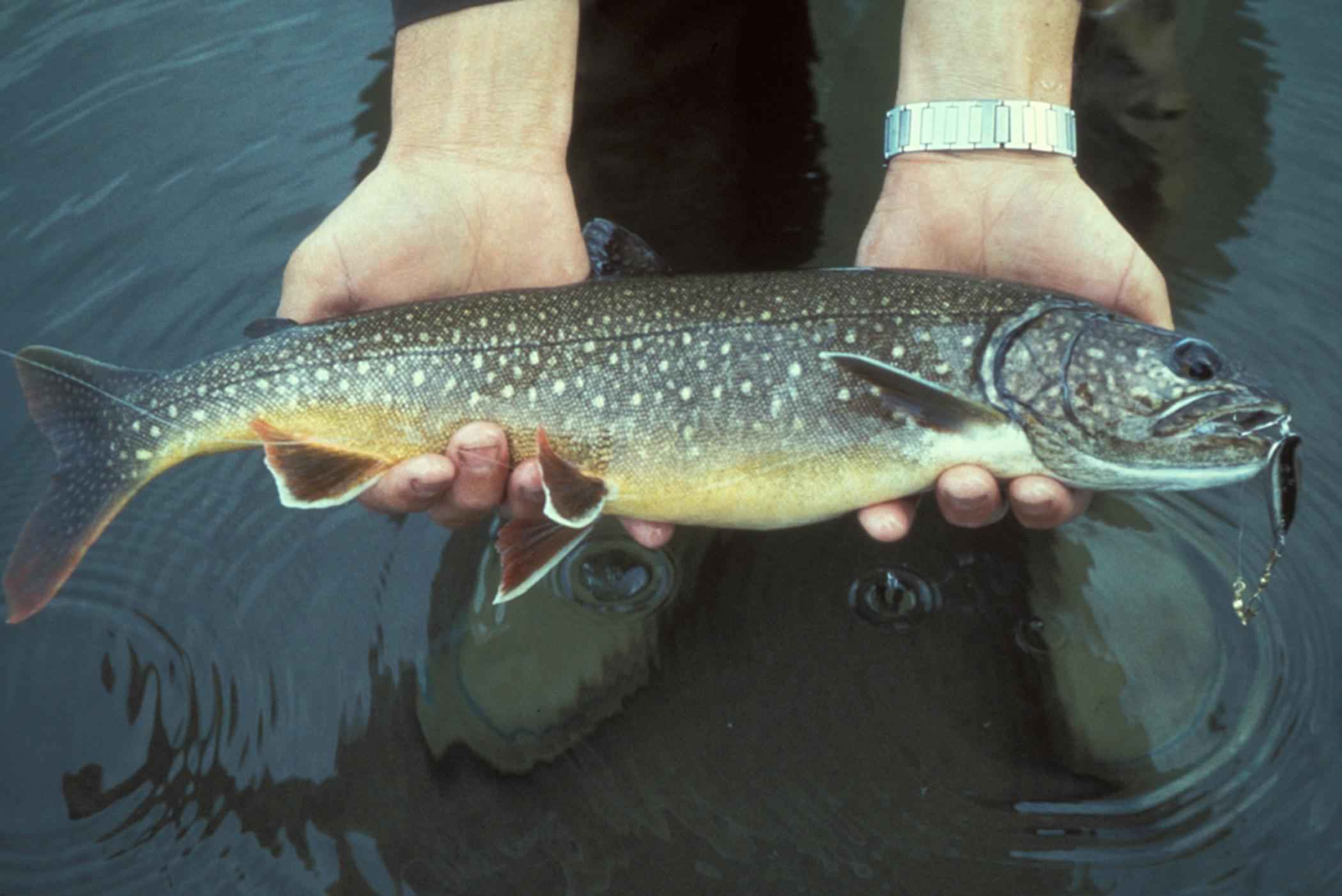 Trout Fishing In Lakes: Expert Advice For Success 2024